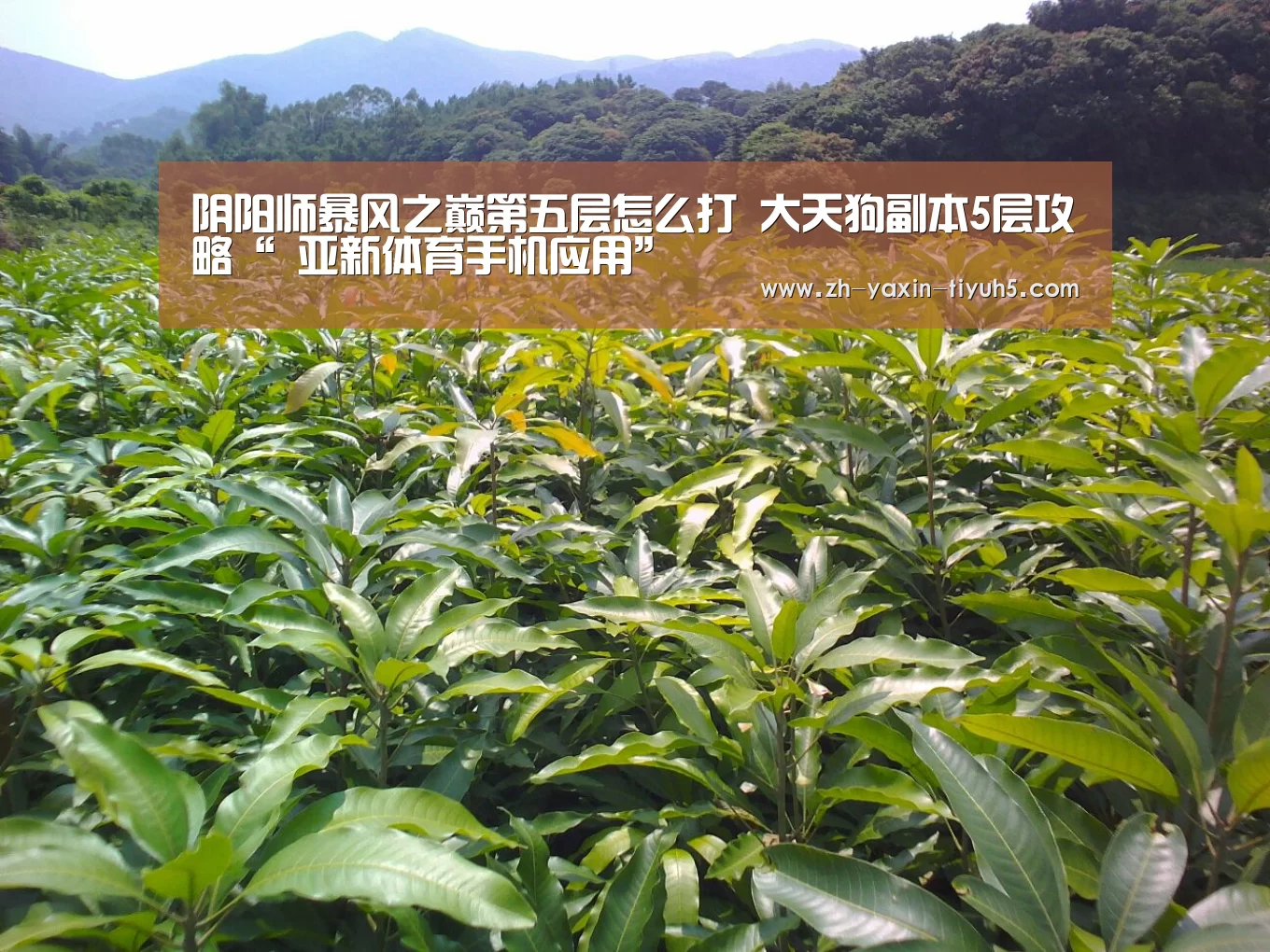 阴阳师暴风之巅第五层怎么打 大天狗副本5层攻略“ 亚新体育手机应用”(图1) 亚新体育App下载
